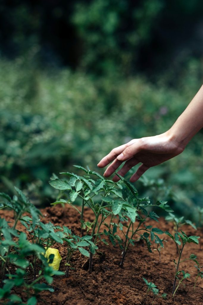 Photo by Kārlis Pormalis person holding green plant during daytime